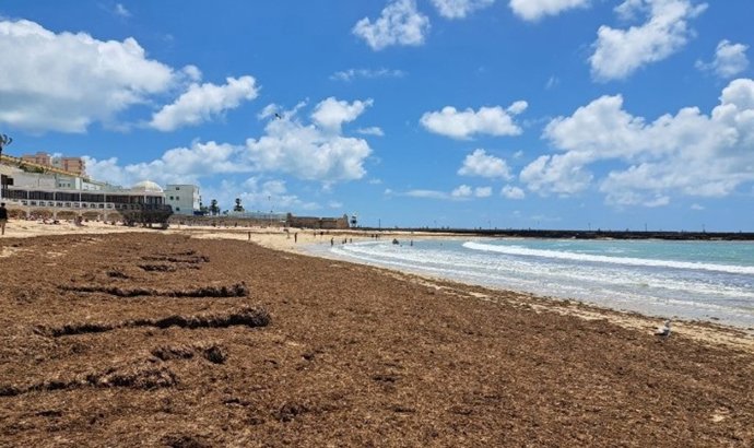 Acumulación de alga asiática en la playa de La Caleta, en Cádiz capital.