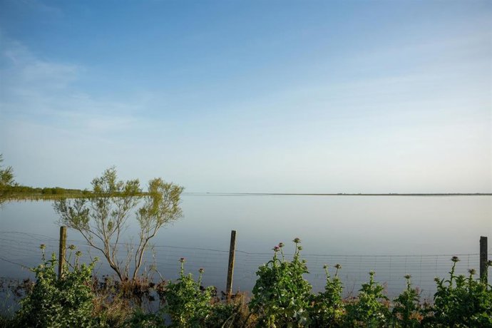 Archivo - Imágen de las Marisma del Coto de Doñana.