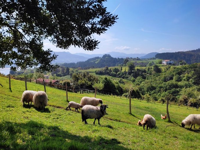 Archivo - Nekazaritza