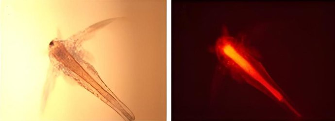 Detalle de partículas del bioplástico PHBV, teñidas con rojo Nilo, detectadas en el tracto digestivo de A. Franciscana.