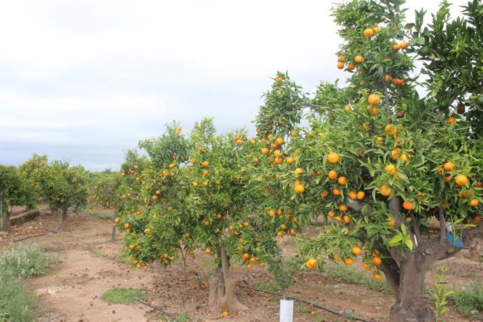 Archivo - Mandarinas en el campo