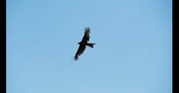 Bruselas expedienta a España por no entregar el informe obligatorio sobre hábitats protegidos