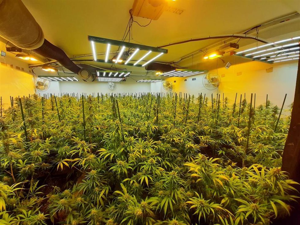 Plantación de marihuana desmantelada por los Mossos d'Esquadra en una vivienda de La Torre de Claramunt (Barcelona)