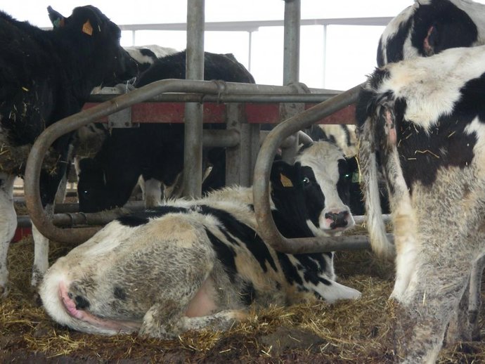 El departamento de Agricultura ha abonado el anticipo de las ayudas asociadas a la ganadería de la PAC 2025.