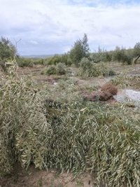 Porcuna (Jaén) pedirá la declaración de zona catastrófica por los daños de un "tornado que ha arrasado" olivares