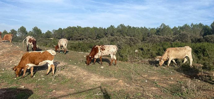 Archivo - El plazo para solicitar las ayudas de la Política Agraria Común para 2026 comienza el próximo 1 de febrero.
