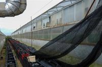 Lebrija (Sevilla) evalúa los daños por el temporal para estudiar una posible declaración de zona catastrófica