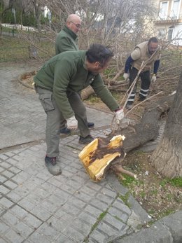 Operarios municipales trabajan en la retirada de árboles afectados por el temporal.