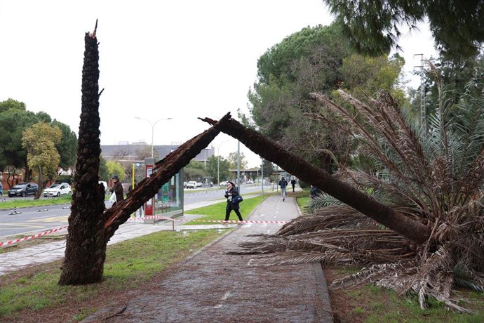 (Foto De ARCHIVO) Imagen De Una Palmera Caída A Causa De Las Fuertes Rachas De Viento Del Temporal Que Barre A Andalucía.