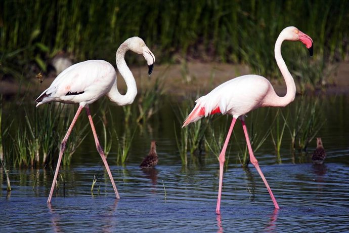 Archivo - Flamencos en Málaga (Andalucía, España).  