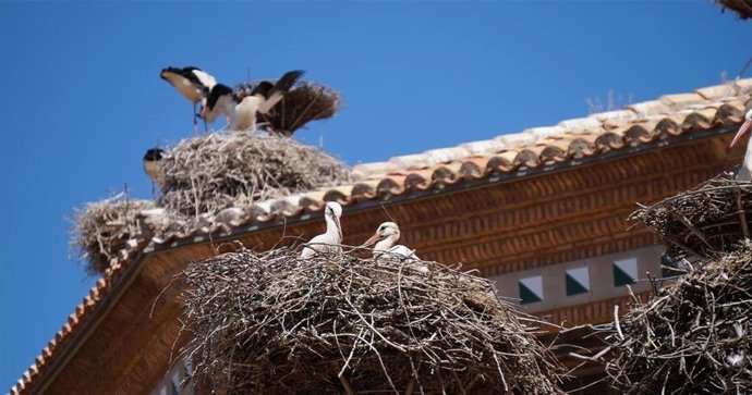 Dos jornadas celebrarán el Día Mundial de los Humedales y darán la bienvenida a las cigüeñas