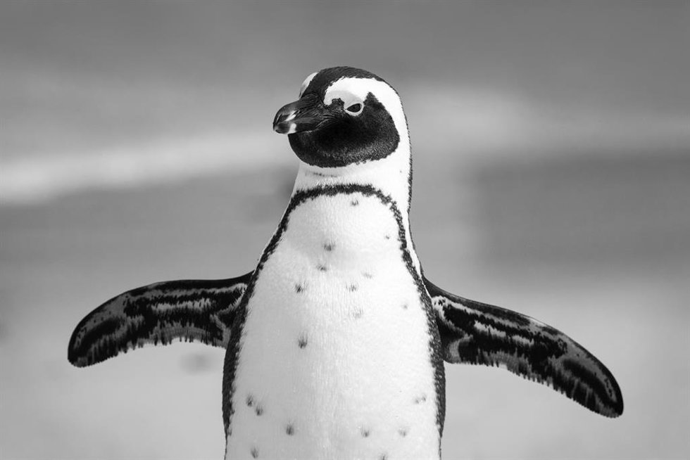 El pingüino nihilista que ha conquistado internet: qué es, por qué se ha hecho viral y la ciencia detrás de su caminata