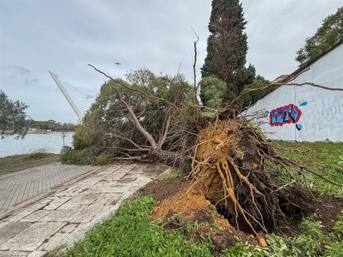 Imagen de archivo de un árbol de grandes dimensiones cae por la acción del fuerte viento del temporal que asola a toda Andalucía, en el paseo Rey Juan Carlos I de Sevilla.