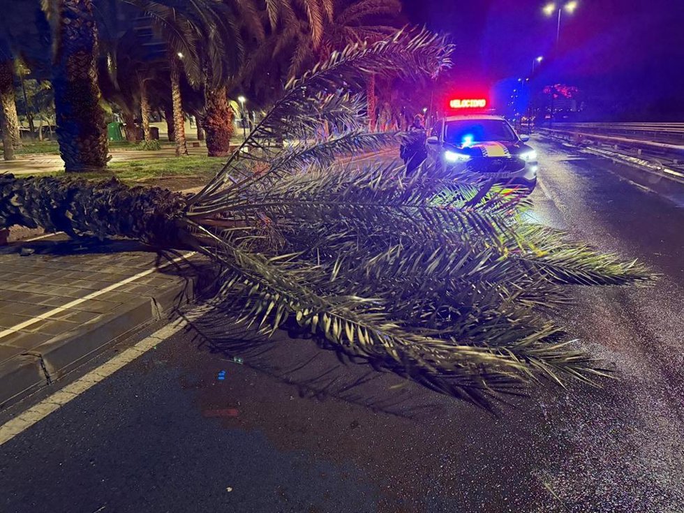Palmera caída por el viento
