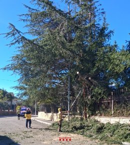Actuación de Bombers en un arbol afectado por el viento