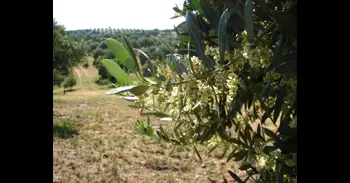 Junta trabaja en nuevas ayudas por 4,6 millones para agrupaciones de producción integrada de olivar