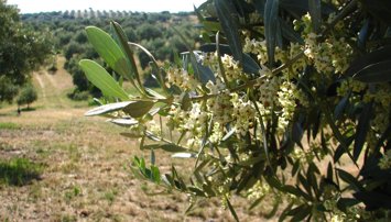 Es Andalucía - Sevilla