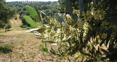 Es Andalucía - Sevilla