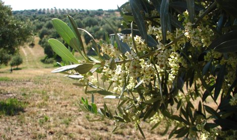 Es Andalucía - Sevilla