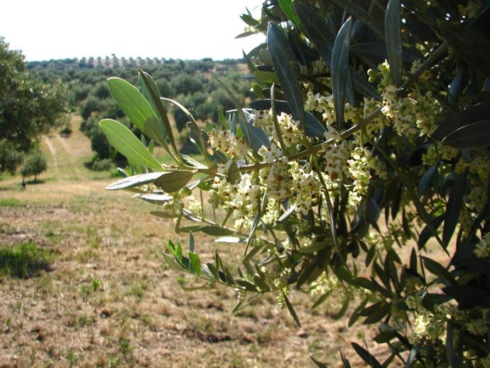 Junta trabaja en nuevas ayudas por 4,6 millones para agrupaciones de producción integrada de olivar