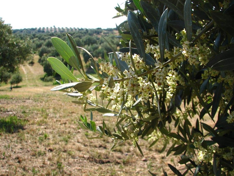 Junta trabaja en nuevas ayudas por 4,6 millones para agrupaciones de producción integrada de olivar
