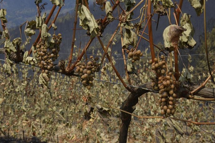 Archivo - Viña afectado por el fuego, en las laderas de Cernego, a 19 de agosto de 2025, en Villamartín de Valdeorras, Ourense, Galicia (España). El incendio que permanece activo en el municipio ourensano de Larouco, que cruzó el Sil por varios puntos has