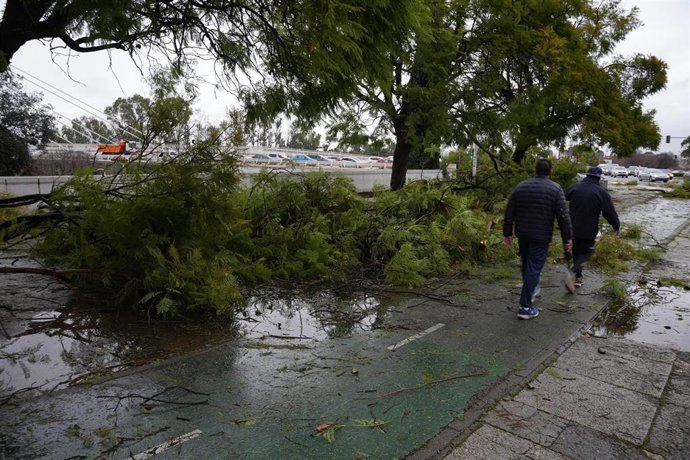 Imagen de ramas arrancadas de los árboles en una imagen de archivo