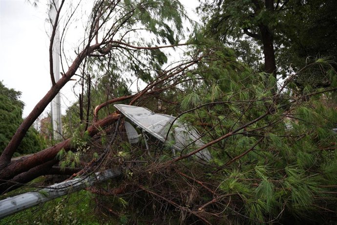 Imagen de un árbol caído en la avenida Alberto Jímenez Becerril de Sevilla a causa del fuerte viento del temporal que barre gran parte de Andalucía 