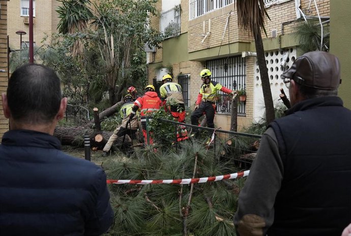 Bomberos de Sevilla retiran un árbol caído a causa del fuerte viento del temporal que barre gran parte de Andalucía y que ha causado roturas de tuberías. 