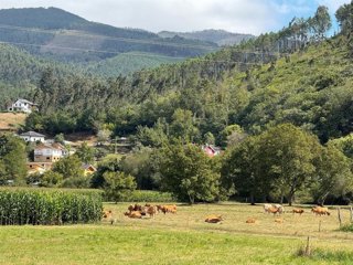 Archivo - Vacas en una finca del concejo de Valdés.