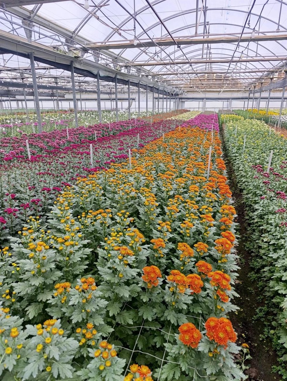 Flores de invernaderos de Chipiona preparadas para su recolección para la campaña del 14 de febrero.