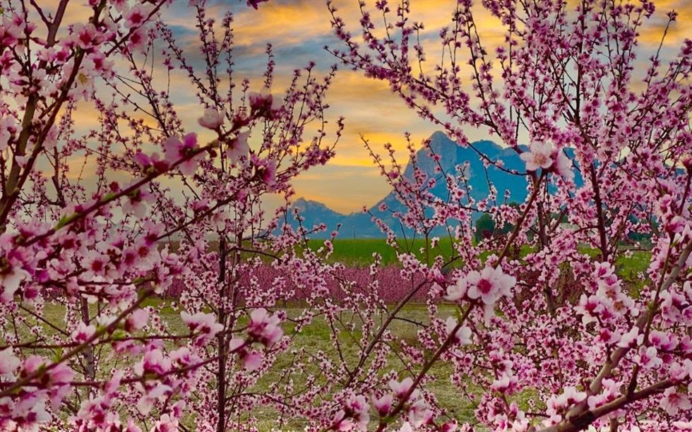 Floración en Cieza