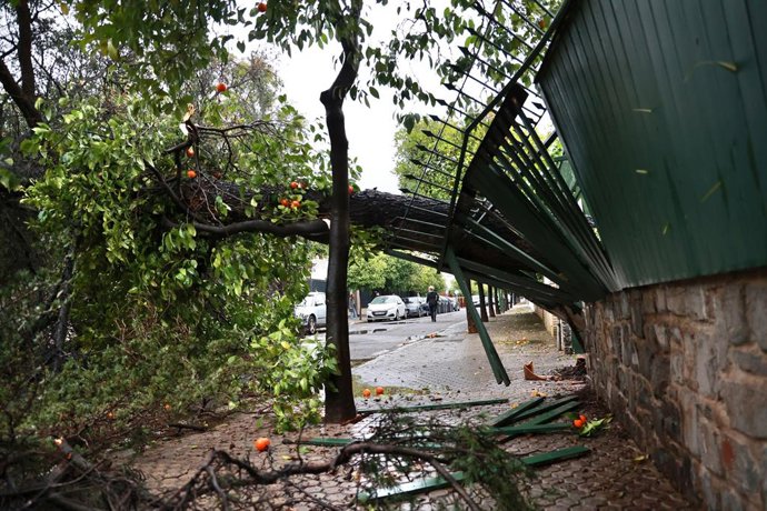 Imagem de uma árvore caída na zona da avenida Reina Mercedes, em Sevilha, devido ao forte vento da tempestade que assola grande parte da Andaluzia. 2 de fevereiro de 2026, em Sevilha (Andaluzia, Espanha). A Agência Estatal de Meteorologia (Aemet) 