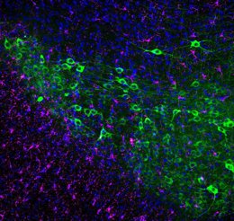 notibrasil sociedade