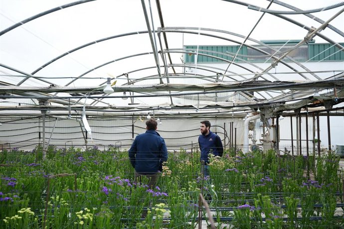 Los propietarios de Flores de Lebrija S.L observan el destrozo causado por la última borrasca en los invernaderos.