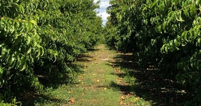 EpAgro - Agricultura