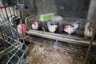 Archivo - Gallinas en gallineros en A Mariña, a 9 de noviembre de 2025, en A Mariña, Lugo, Galicia (España). Se trata de explotaciones avícolas de los concellos de Barreiros, Ribadeo y A Pontenova.