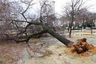 Imagen de un árbol caído en la zona de la avenida de Reina Mercedes de Sevilla a causa del fuerte viento del temporal que barre gran parte de Andalucía. 