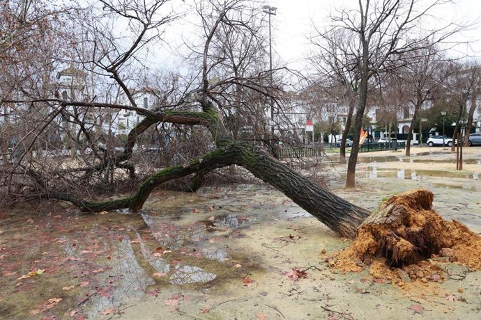 Imagen de un árbol caído en la zona de la avenida de Reina Mercedes de Sevilla a causa del fuerte viento del temporal que barre gran parte de Andalucía. 
