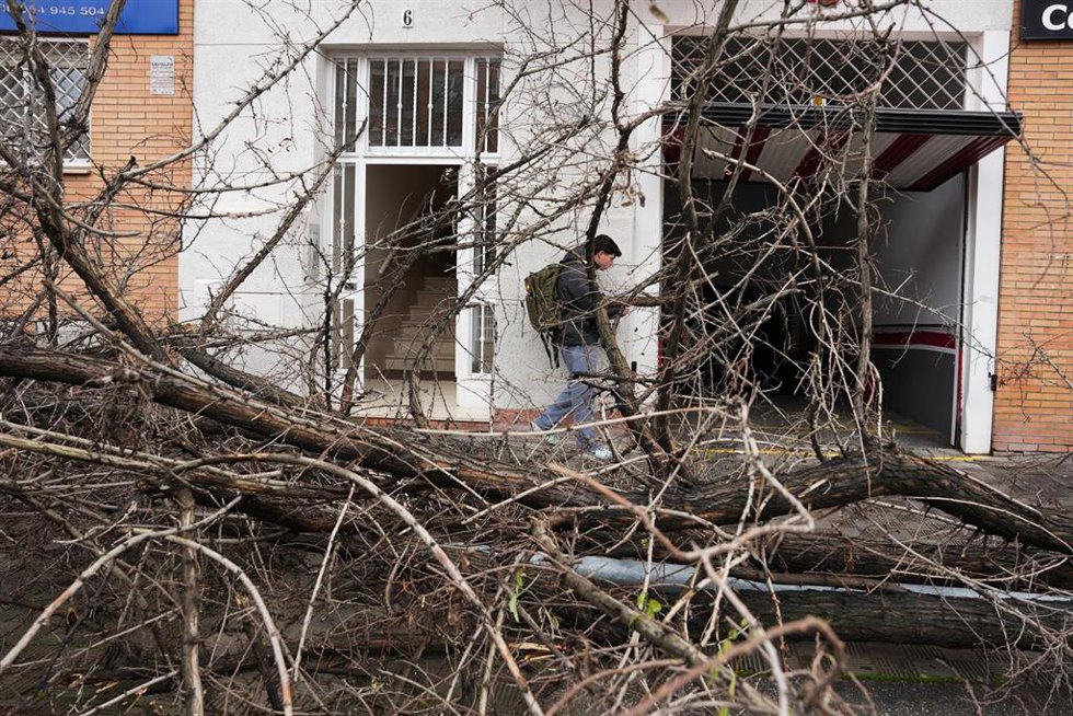 Un árbol de grandes dimensiones caído en la barriada de Pino Montano de Sevilla a causa del fuerte viento del temporal que barre gran parte de Andalucía. A 2 de febrero de 2026 en Sevilla, (Andalucía, España). 