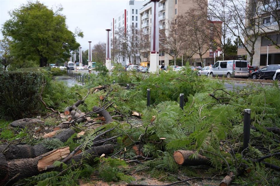 Imagen de un árbol caído en la avenida Alberto Jiménez Becerril de Sevilla a causa del fuerte viento del temporal que barre gran parte de Andalucía.