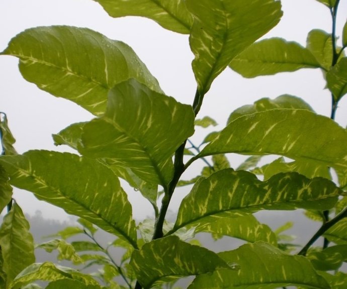 LA UNIÓ alerta de la detección del virus de la clorosis amarilla en cítricos de la Comunitat Valenciana