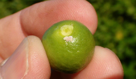 Comunicados Sociedad