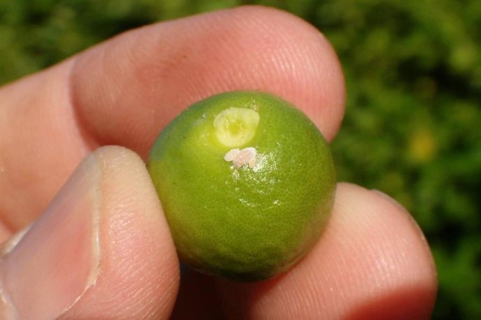 Últimas plazas para las jornadas técnicas sobre cotonet y araña roja en cítricos y caqui