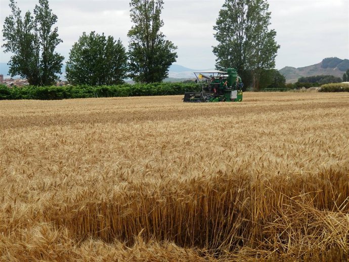Archivo - Campo de cereal