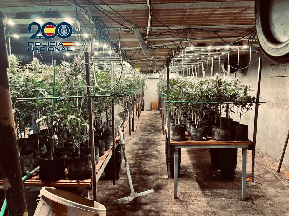 Plantación de marihuana.