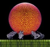 Foto: Un estudio logra captar cómo las células preparan y liberan vesículas con sustancias esenciales