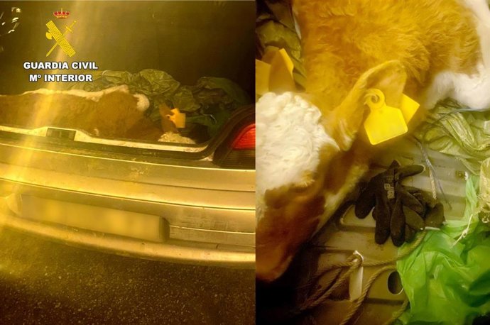 Dos investigados por robar un ternero y 20 vallas de cierre de ganado