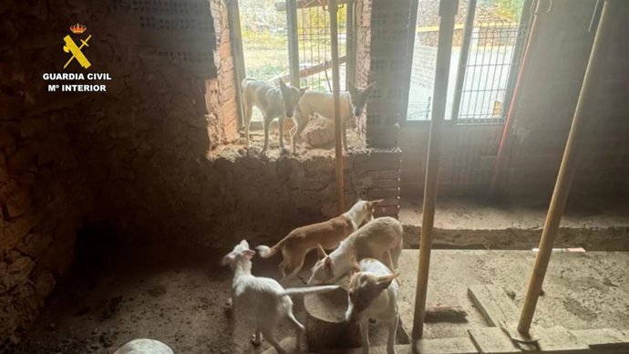 Perros abandonados en un pueblo de Burgos.