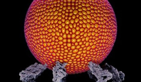 notibrasil sociedade